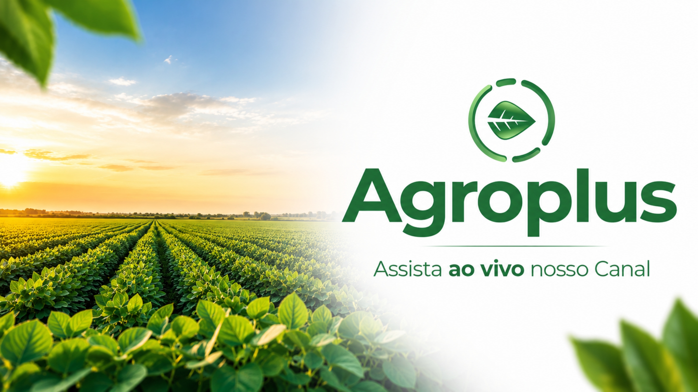 AO VIVO